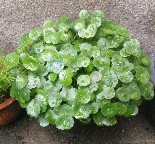  『花盆』河边捞点铜钱草，“半水半土”养，30天迅速长满花盆，贼好养
