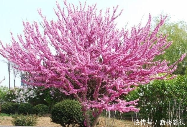 艳丽@紫荆花早春叶前开放,无论枝、干布满紫色花朵,艳丽可爱