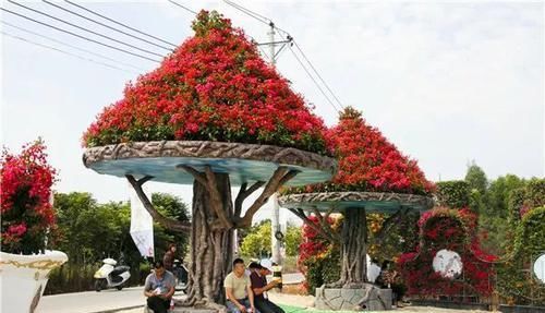  「造型产品」时下最流行的三角梅6大造型，造型精美，开花繁茂，把花开了花海