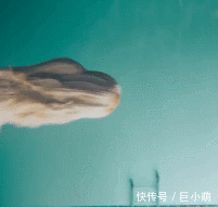 『紫菜』时尚宠儿阿富汗猎犬,下水竟变成一团紫菜,毛太重游都游不动