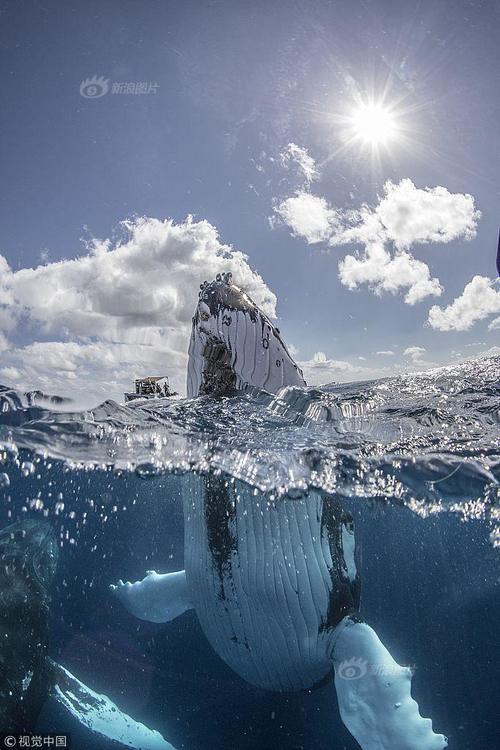 游客咫尺之距偶遇座头鲸 30吨庞然大物“秒杀”游船