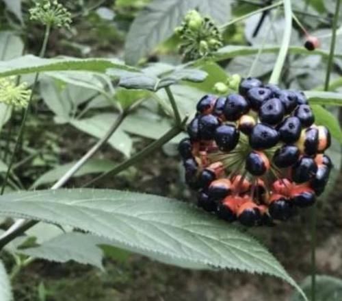 【竹节参】1种“竹节参”在山上,殊不知“名贵”,有紫黑色的花朵,奇特!