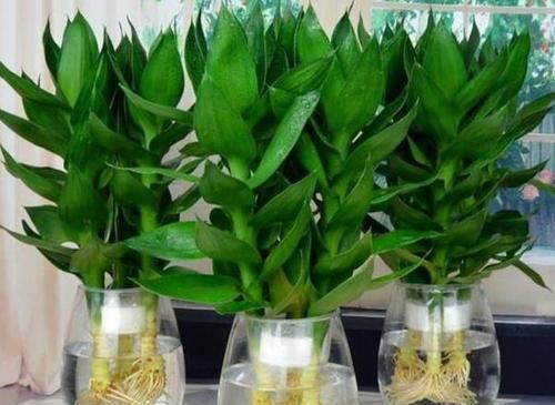  [四季常青]水培富贵竹黄叶该怎么处理？用上1种药，可保枝叶四季常青
