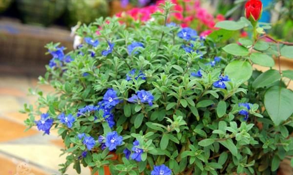  「开新」“花期仅一天，天天开新花”的“蓝星花”可四季常开，永不言败