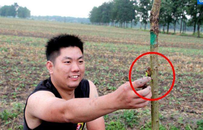 农村雨后收稀罕物，100元一斤，含有丰富的营养物质