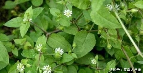 『养花久』1种野草,人称“鹅不食”,农民砍了当柴烧,殊不知,能治咳喘