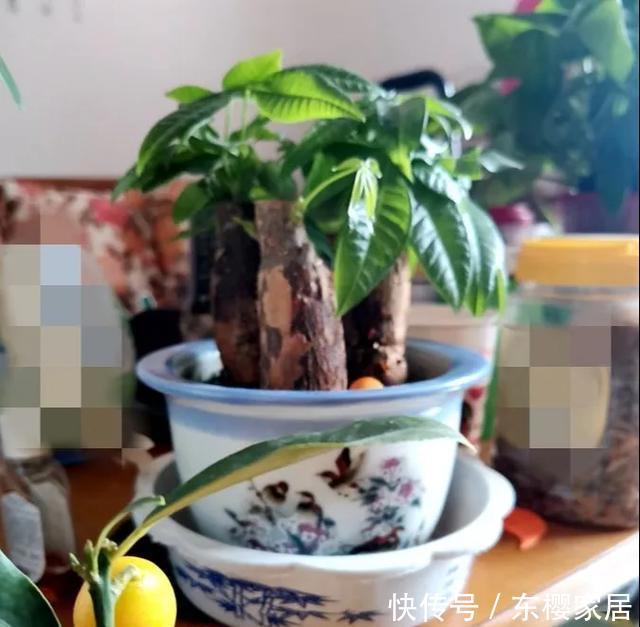 #试试#养不好的花,试试无土水培,几天长出大白根,还能开花呢!