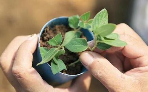  [芳香]养盆栽金银花，有“4点”很重要，开花更多、芳香，长成漂亮老桩