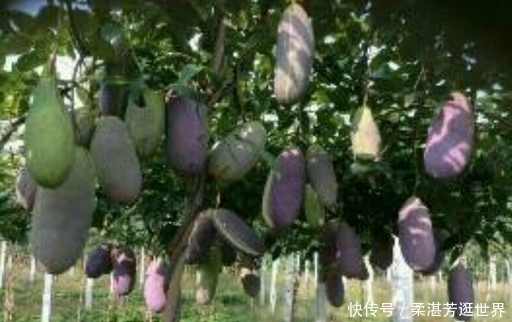  「野果」外号“土香蕉”的野果！一年只生产一次水果，每斤卖到2
