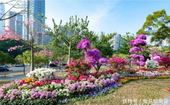 深圳城中最盛大花展,缤纷梦幻簕杜鹃花,犹如欧式花园