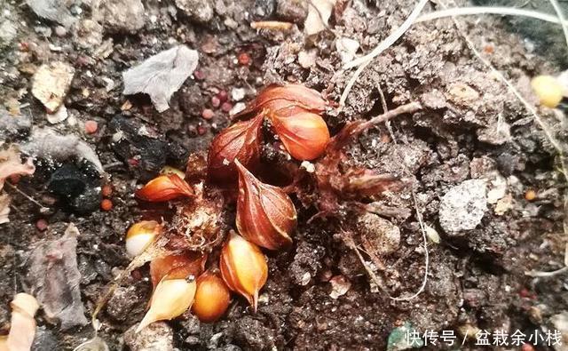  「开花更多」阳台养酢浆草，用此方法，1个种球长爆盆，花色美，满满都是花