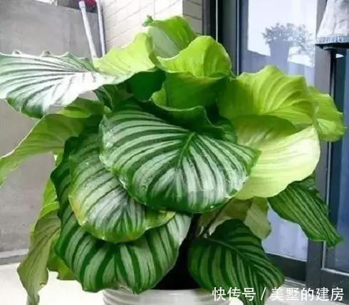  『心叶蔓绿绒』2种花超耐阴，一点散光就爆盆，北阳台也能养得美！