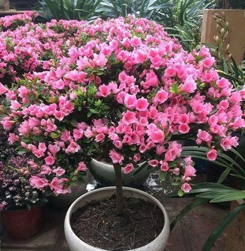  养护时@3种花，每月喝点醋，7天黄叶变绿，开花娇滴滴，堪比神仙水