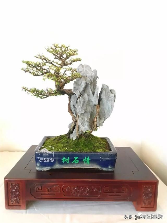 『作品』岭南珍品——山格木盆景