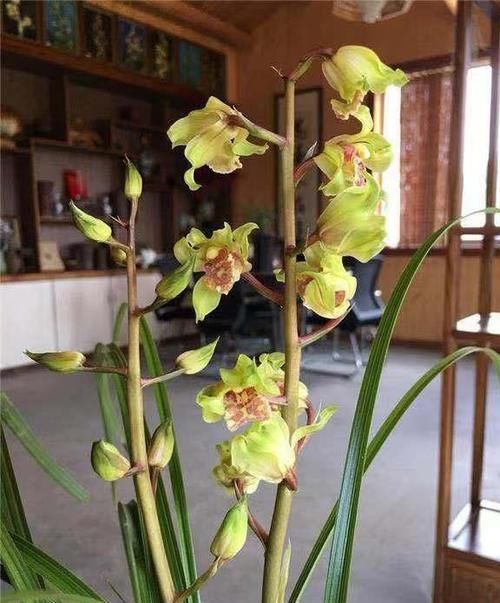  #寓意#?此兰，寓意富贵吉祥，花型奇特，花色高贵，养护简单，实在美哉
