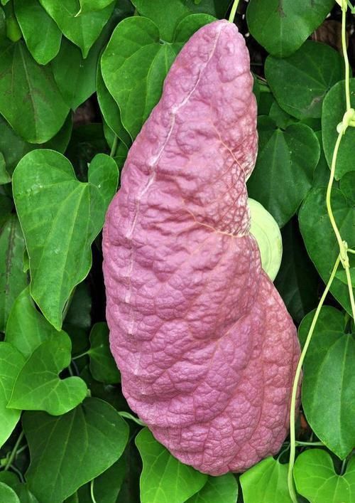 「大王花」这6种花“最臭”,开的再好看也没人养,第4种兰花能当“领带”