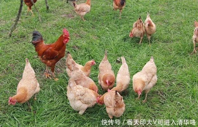 #沦落#养了就赔！火爆全国的果园养鸡，为何会沦落成这样？果农
