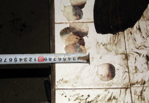  『青鱼』钓获的这条青鱼体型肥硕，通体呈青石色，单人抱起很吃力