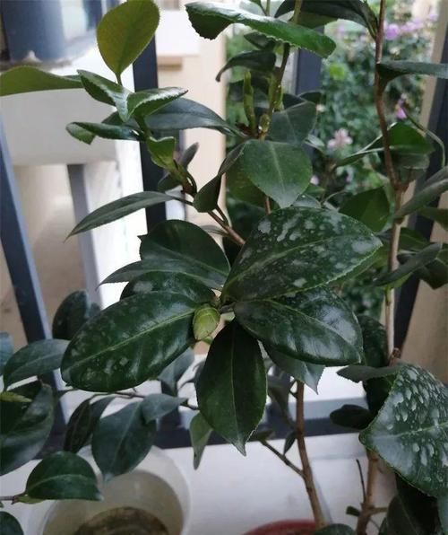 越多越好@茶花花苞越多越好?小心空欢喜一场!