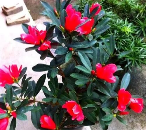  『把握』四季杜鹃开花有诀窍，把握3个“小细节”，1年开花365天