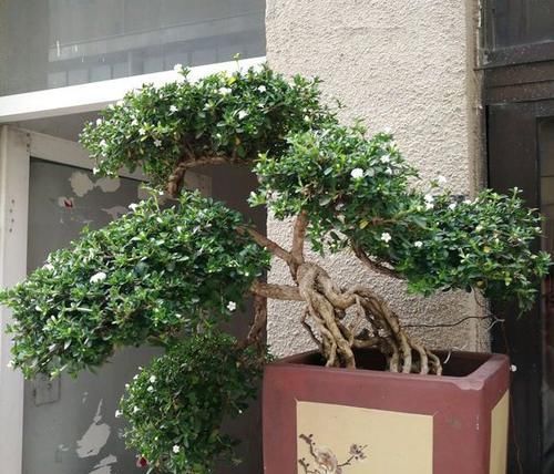  [植物]非常烂贱的植物，非常适合做小型盆景，养护简单易造型