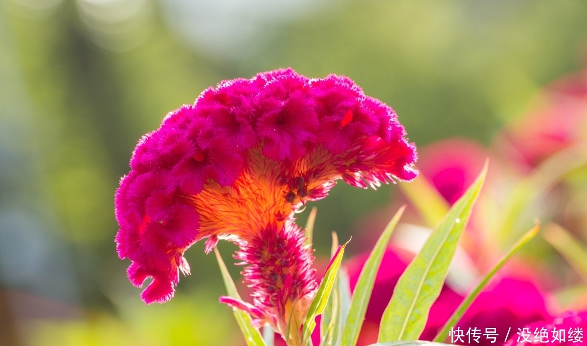 热情|此花就像是火焰一般的鸡冠,代表的是永恒的真爱,是秋日的热情