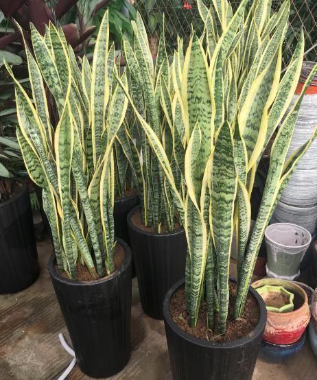  植物@虎皮兰多久浇一次水？老花匠：顶多7天一次，不然黄叶长不高