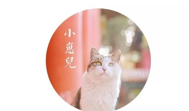 一年 30 多趟故宫，只为拍摄超赞「故宫猫咪图籍」！