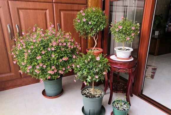  『停歇』开花劳模“小木槿”，学会这3步，花开不停歇，炼成“棒棒糖”