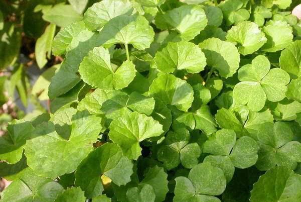 农村有种野草叫黄金叶，从前不受农民待见，如今却发现其价值珍贵