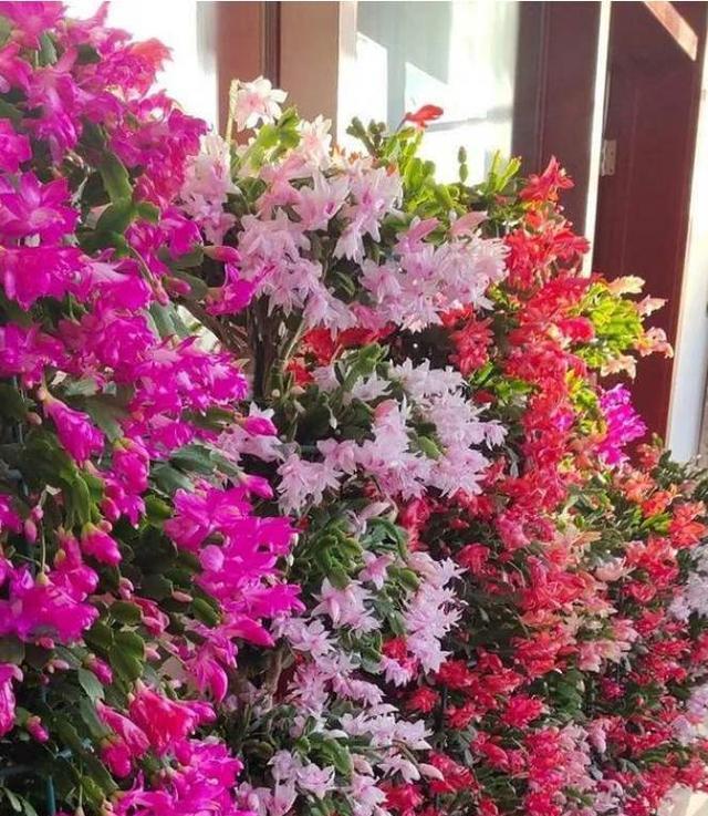  [叶仙]叶仙嫁接蟹爪兰，注意这一点，既能安全度夏，又能长花芽