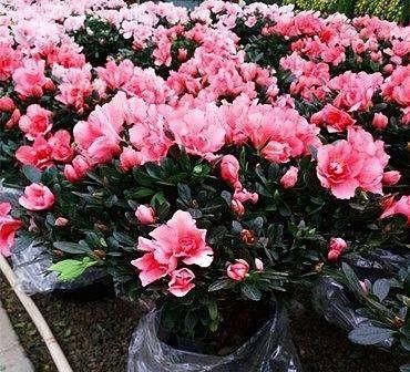  野生英山红的生长■怎样使映山红盆景多开花