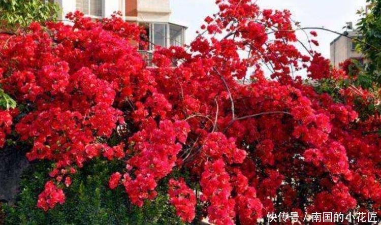  【家里】春天家里养此款花，花期长花量大，剪个枝插土里就活
