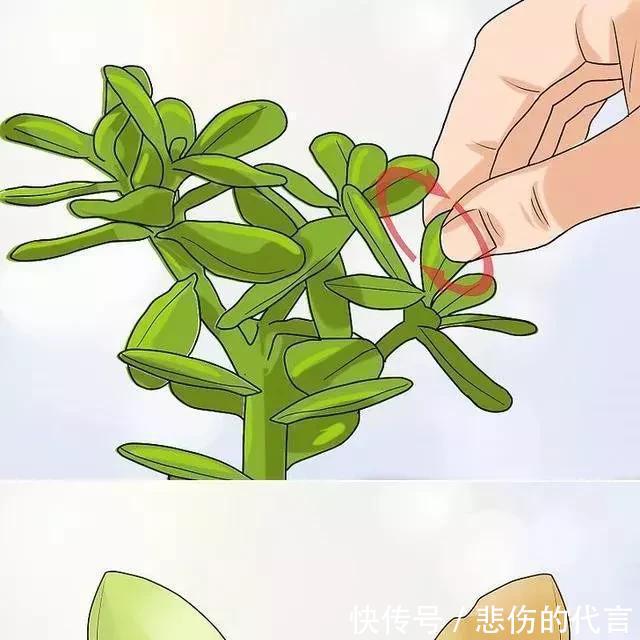 #适合#这些适合春天扦插的花草,捡个枝叶插土里,猛长一大盆!