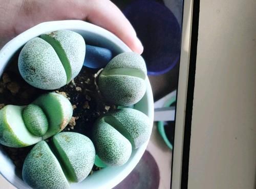  『绿蒂』买到的屁屁花居然被药锦了，郁闷，绿蒂玉嗨了药真的不能救吗？