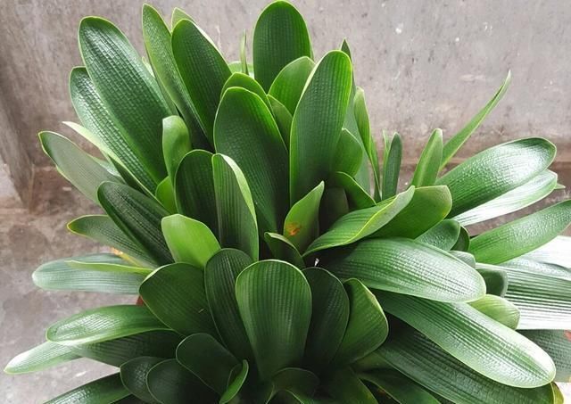  [花钱]养君子兰用个窍门，不花钱也能种出十盆绿油油、开花多的君子兰