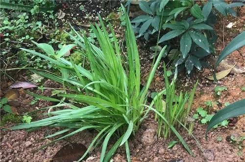『霸气』这花能长一米多高,开的时候像烟火,种在家里特霸气!