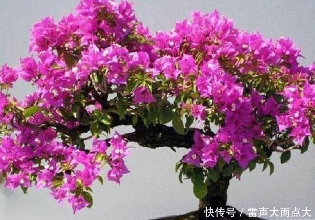  #红艳#家养1棵三角花老桩，枝头开花后红艳诱人，美得晃眼，邻居超羡慕