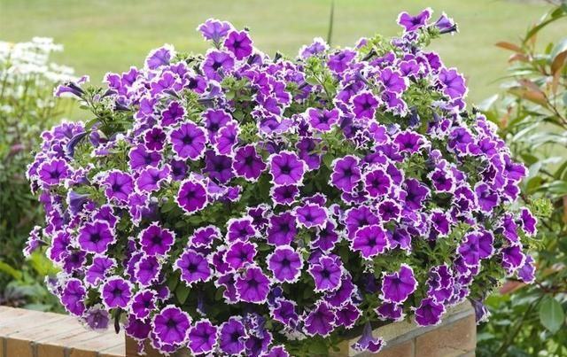  #春天#散发浓郁芳香的南美香水草和超级爱爆盆的6色矮牵牛