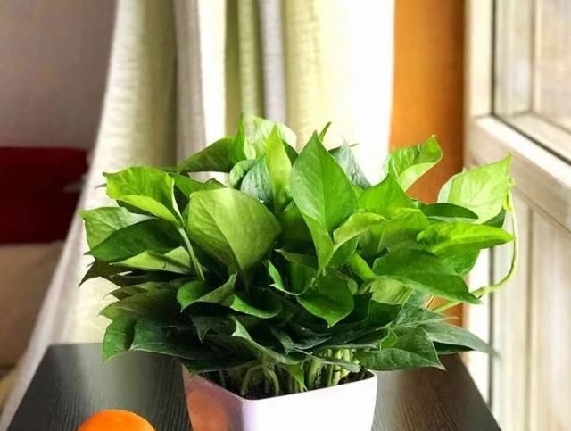  「换土」绿萝“烂根”不用急，不换土、不换盆，1个月长成一大盆！
