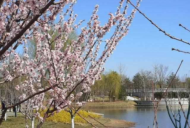  防控：“京东第一樱花园”将迎最佳赏花期 防控未松赏花莫扎堆