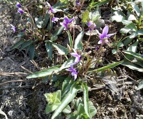 『人称』悬崖边的1种“野草”,人称“紫花地丁”,拔1棵少掉1棵,珍贵!