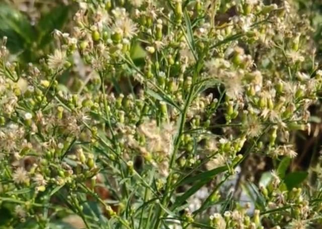  [小看]这种小蓬草在农村随处可见，千万别小看它的价值用途！你