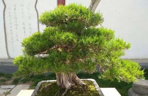  富贵■富贵人家养花，专养这5-6种“寓意好”的“树”，您有在养吗