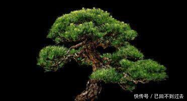 观赏性高的盆景良才，曾被抬价千万，现已走入寻常百姓家！