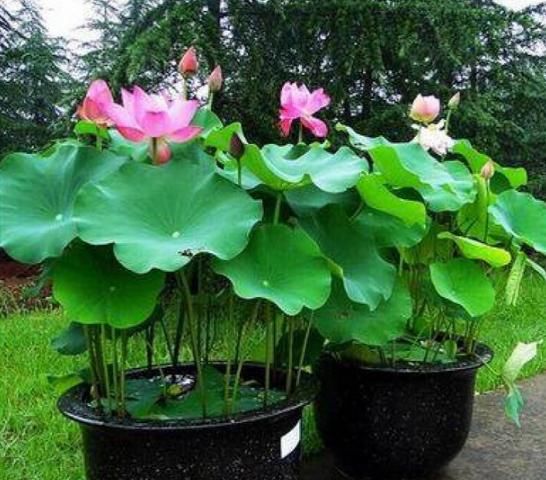 『艳丽』此花花色艳丽多样,花朵层层叠叠,高贵典雅,适合家庭养护