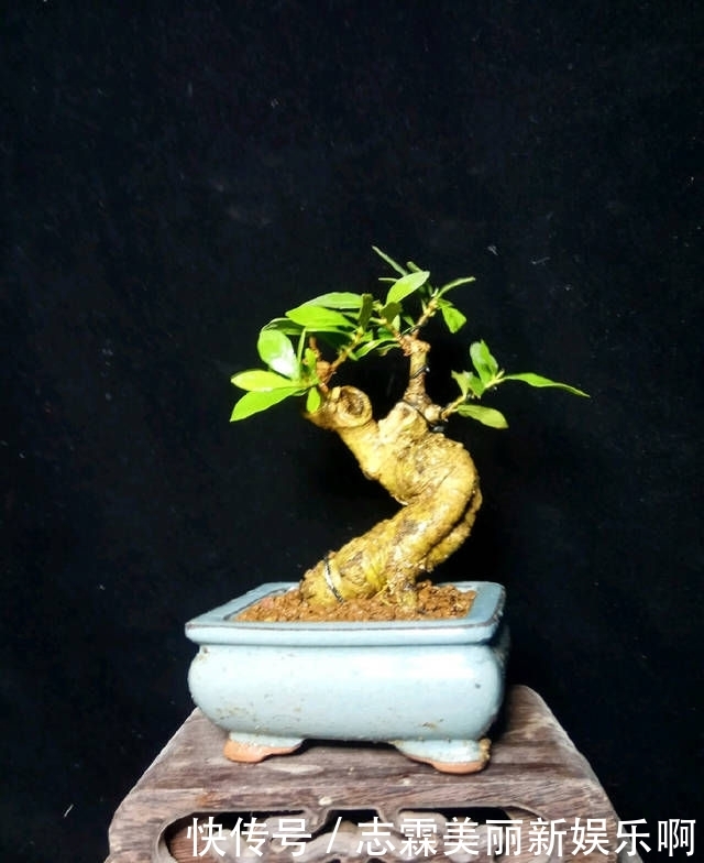  【子花小】有材料就有小盆栽，欣赏几盆大叶栀子花微盆景，短小精悍造型精美
