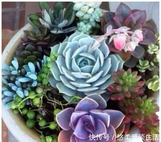  「如上图」如何制作一个多肉植物的“花园式”盆栽
