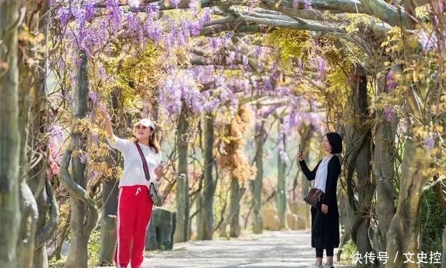 浙江中部藏了一片浪漫的紫藤花长廊，美得像紫色的瀑布！