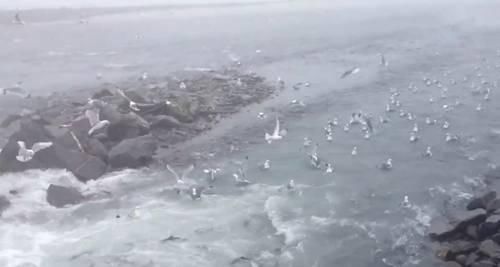  『和谐』水流处，鱼在闹腾，让钓鱼人激动，而周围的一群鸟让场面更和谐